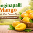 Banginapalli mango – Andhra Pradesh’s famous mango variety with farm fresh export quality mangoes from Bharani Fresh orchard