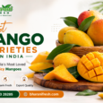 best-mango-varieties-in-india